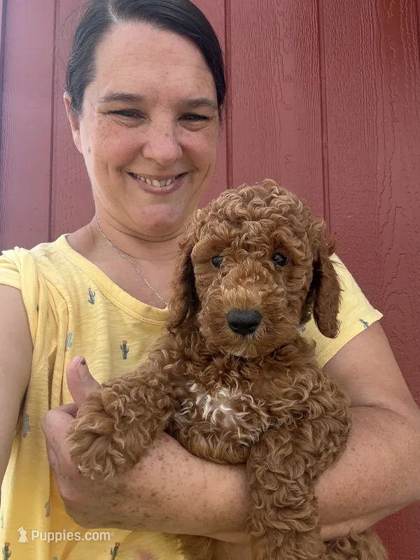 Nikki – Goldendoodle puppy for sale in Hillsboro, TX