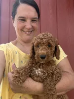 Nikki, a female Goldendoodle for sale in Hillsboro, TX – 1 of 4