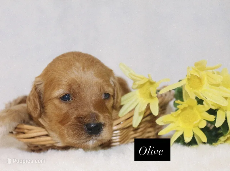 Olive – Goldendoodle puppy for sale in Hillsboro, TX
