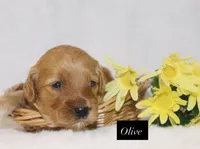 Olive, a female Goldendoodle for sale in Hillsboro, TX – 1 of 1