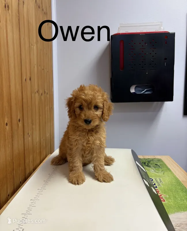 Owen  – Goldendoodle puppy for sale in Hillsboro, TX
