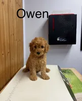 Owen , a male Goldendoodle for sale in Hillsboro, TX – 2 of 6