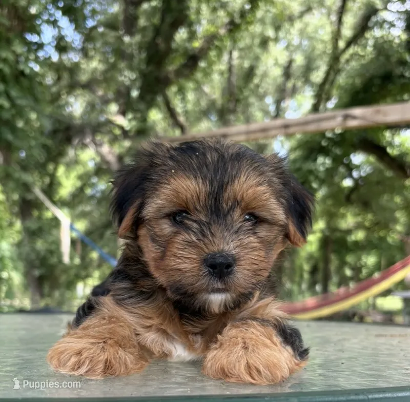 Asher – Yorkshire Terrier puppy for sale in Hillsboro, TX