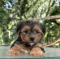 Asher, a male Yorkshire Terrier for sale in Hillsboro, TX – 1 of 5
