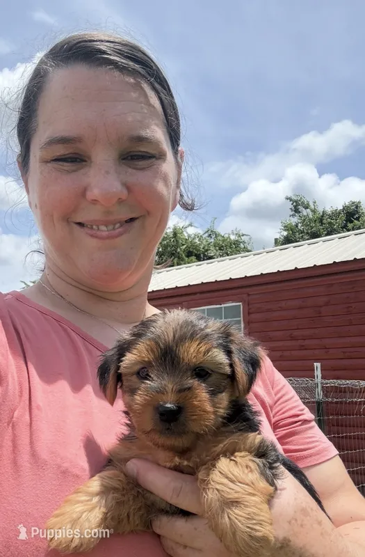 Alex – Yorkshire Terrier puppy for sale in Hillsboro, TX