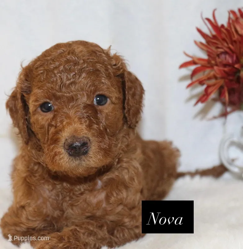 Nova – Goldendoodle puppy for sale in Hillsboro, TX