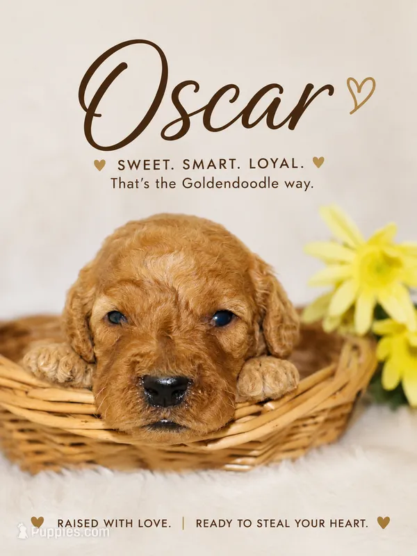 Oscar – Goldendoodle puppy for sale in Hillsboro, TX