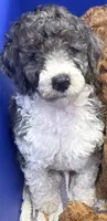 Nico, a male Goldendoodle for sale in Hillsboro, TX – 3 of 9