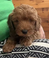 Lucky, a male Goldendoodle for sale in Hillsboro, TX – 3 of 8