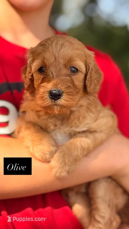 Olive – Goldendoodle puppy for sale in Hillsboro, TX