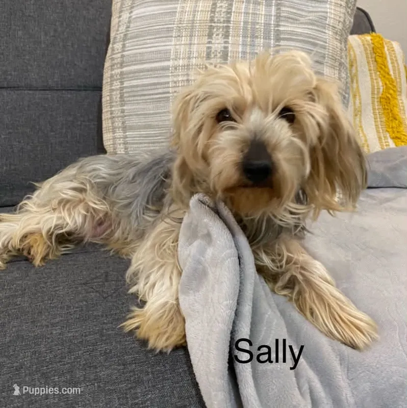 Sally  – Yorkshire Terrier puppy for sale in Hillsboro, TX