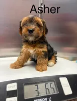 Asher, a male Yorkshire Terrier for sale in Hillsboro, TX – 4 of 9