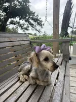 Sally, a female Yorkshire Terrier for sale in Hillsboro, TX – 4 of 4