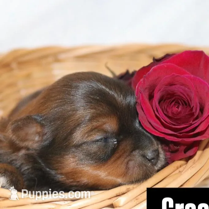 Gracie , a female Yorkshire Terrier for sale in Hillsboro, TX – Photo 2 of 2