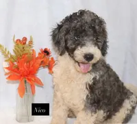 Nico, a male Goldendoodle for sale in Hillsboro, TX – 5 of 9