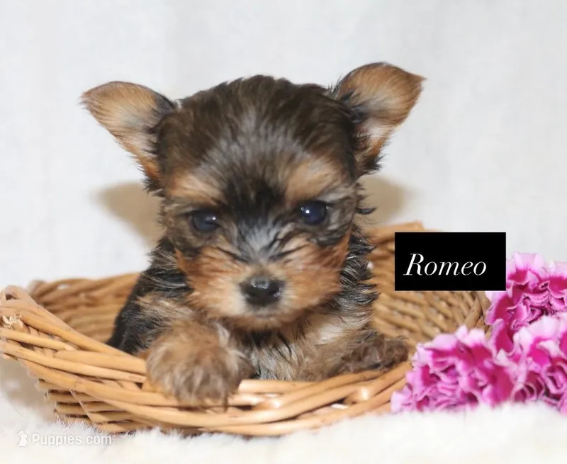 Romeo – Yorkshire Terrier puppy for sale in Hillsboro, TX