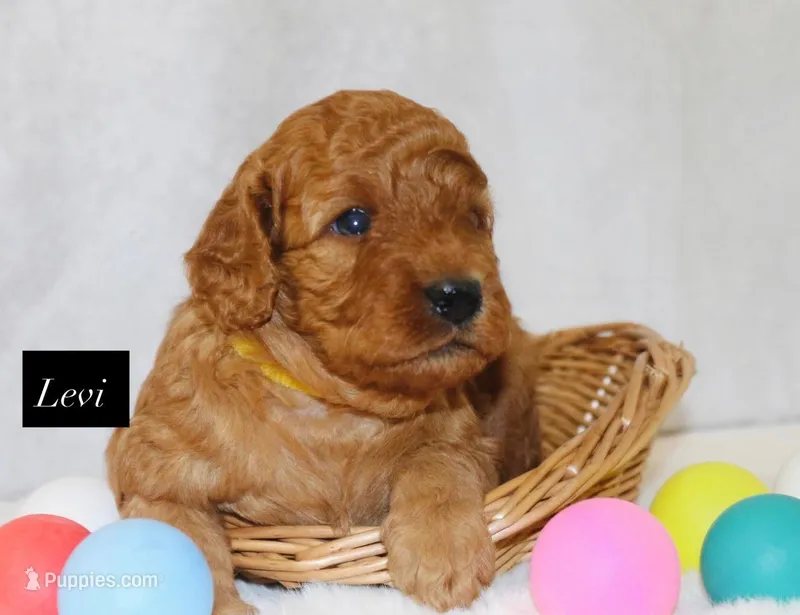 Levi – Goldendoodle puppy for sale in Hillsboro, TX