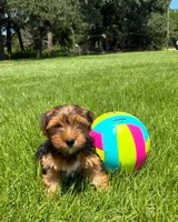 Asher, a male Yorkshire Terrier for sale in Hillsboro, TX – 2 of 2