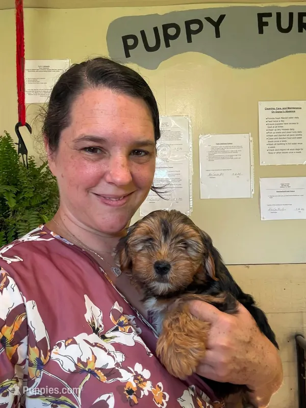Asher – Yorkshire Terrier puppy for sale in Hillsboro, TX