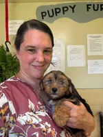 Asher, a male Yorkshire Terrier for sale in Hillsboro, TX – 1 of 2