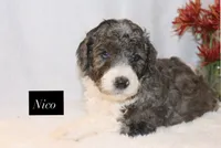 Nico, a male Goldendoodle for sale in Hillsboro, TX – 4 of 9