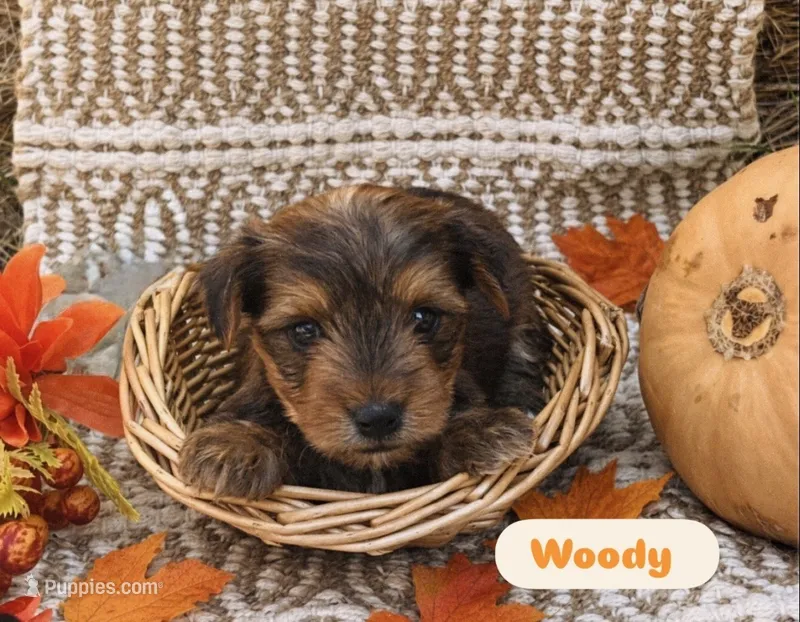 Woody – Yorkshire Terrier puppy for sale in Hillsboro, TX