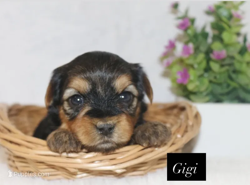 Gigi – Yorkshire Terrier puppy for sale in Hillsboro, TX