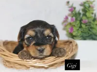 Gigi, a female Yorkshire Terrier for sale in Hillsboro, TX – 1 of 2
