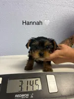 Hannah, a female Yorkshire Terrier for sale in Hillsboro, TX – Photo 2 of 3