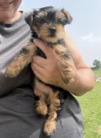 Hannah, a female Yorkshire Terrier for sale in Hillsboro, TX – Photo 3 of 3