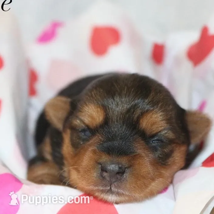 Zoie, a female Yorkshire Terrier for sale in Hillsboro, TX – Photo 2 of 3