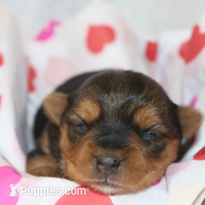 Zoie, a female Yorkshire Terrier for sale in Hillsboro, TX – Photo 3 of 3