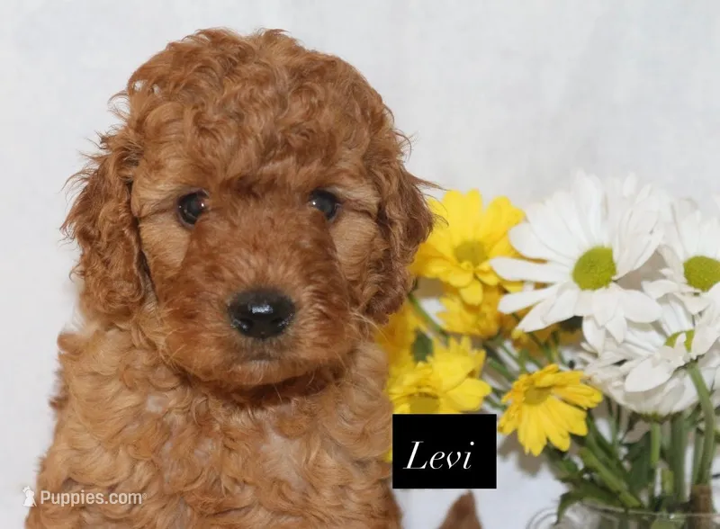 Levi – Goldendoodle puppy for sale in Hillsboro, TX