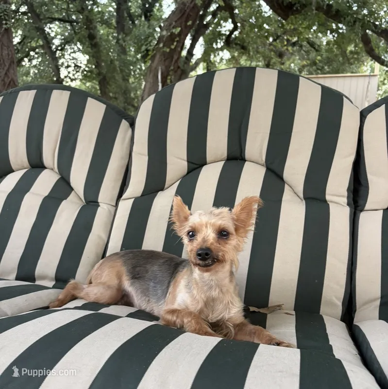Susie – Yorkshire Terrier puppy for sale in Hillsboro, TX