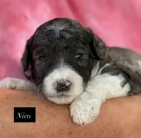 Nico, a male Goldendoodle for sale in Hillsboro, TX – 2 of 2