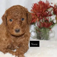 Nova, a female Goldendoodle for sale in Hillsboro, TX – 6 of 7