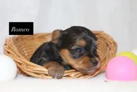 Romeo, a male Yorkshire Terrier for sale in Hillsboro, TX – 2 of 2