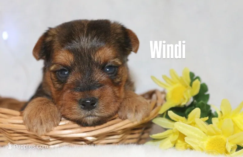 Windi