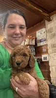 Luigi, a male Goldendoodle for sale in Hillsboro, TX – 3 of 6