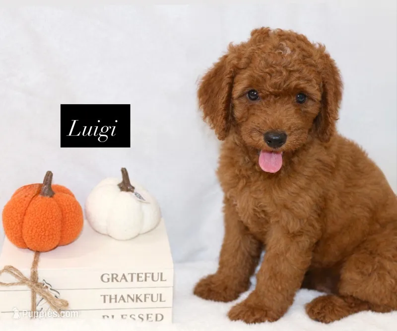 Luigi – Goldendoodle puppy for sale in Hillsboro, TX