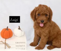 Luigi, a male Goldendoodle for sale in Hillsboro, TX – 1 of 6