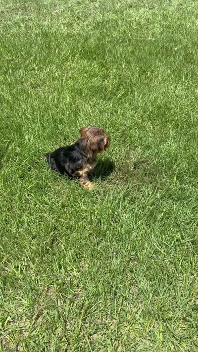 Asher, a male Yorkshire Terrier for sale in Hillsboro, TX – 9 of 9