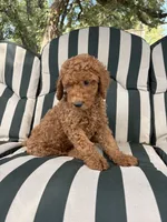 Ned, a male Goldendoodle for sale in Hillsboro, TX – 4 of 9