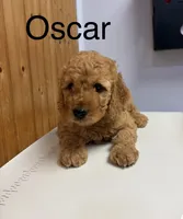 Oscar, a male Goldendoodle for sale in Hillsboro, TX – 1 of 5