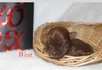 West , a male Yorkshire Terrier for sale in Hillsboro, TX – Photo 1 of 2