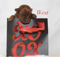 West , a male Yorkshire Terrier for sale in Hillsboro, TX – Photo 2 of 2