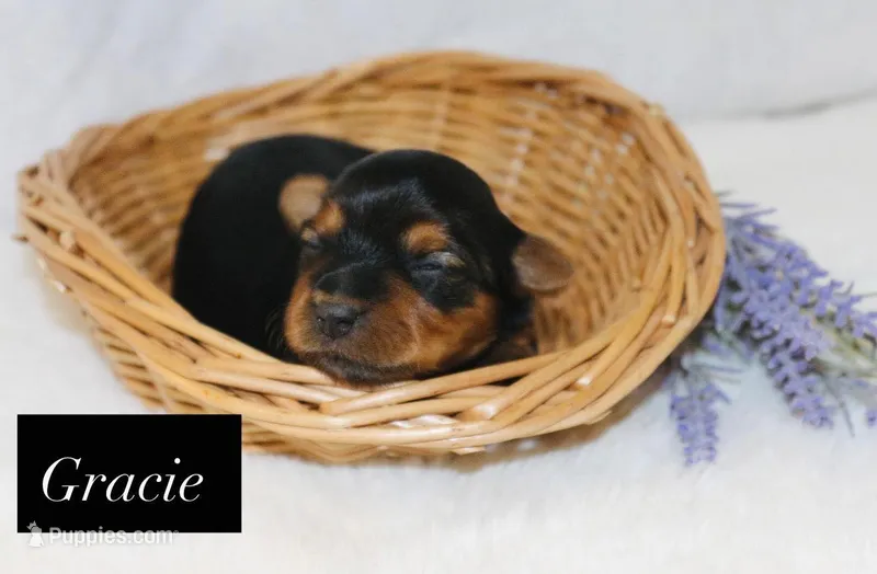 Gracie  – Yorkshire Terrier puppy for sale in Hillsboro, TX