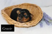 Gracie , a female Yorkshire Terrier for sale in Hillsboro, TX – 1 of 3