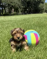 Asher, a male Yorkshire Terrier for sale in Hillsboro, TX – 8 of 9