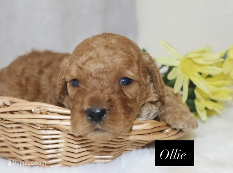 Ollie – Goldendoodle puppy for sale in Hillsboro, TX
